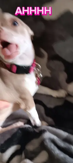 TROUBLE TROUBLE