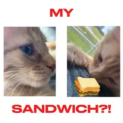 MY SANDWICH?!