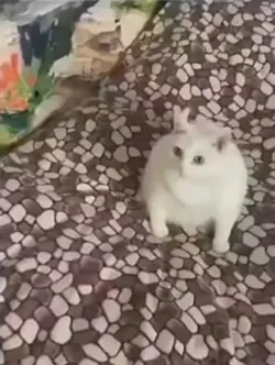 Cat Gagging🤢