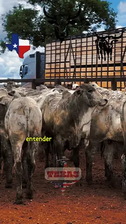 Gado e caminhão 