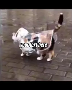 Silly cat
