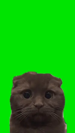  Cat sad 