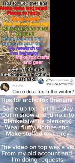 Arctic fox tips 