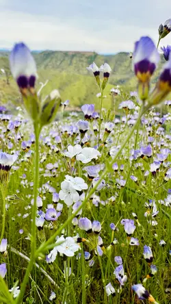 Wildflower Hike