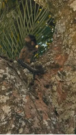 Floresta 