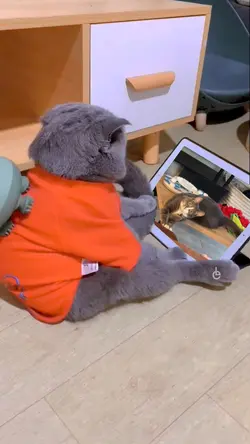 Cat watching video