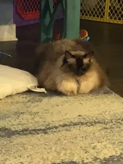 my cat 🐈 