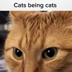 Cat Compilation Meme