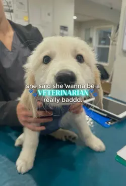 veterinarian 