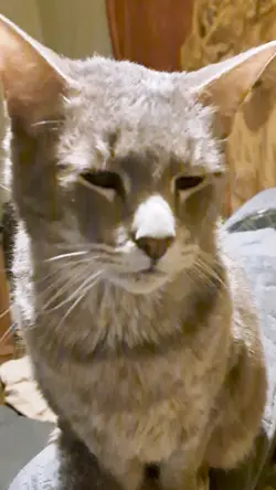 My cat an Angel?