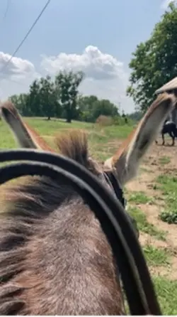 This donkey