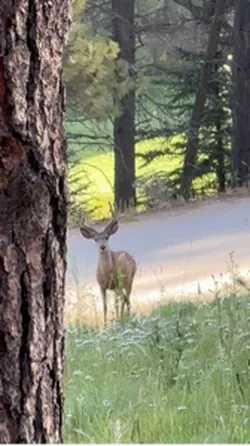Deer
