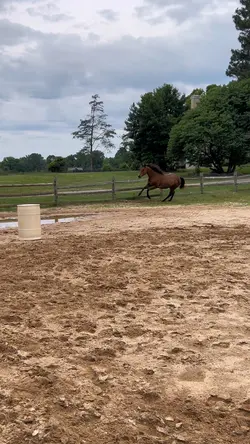 Like a rodeo 🤪
