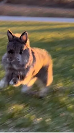 Golden hour cute vid