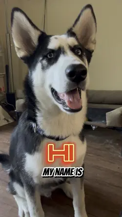 My Name Is Bad Puppy
