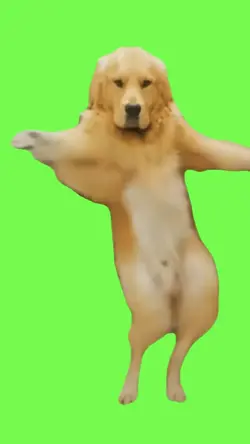 Dog Dancing 