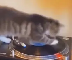 Cat CD