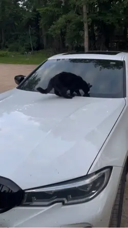 Cats and Cars