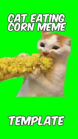 Cat Eating corn Meme