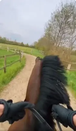 gallop