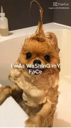 BUBBLES