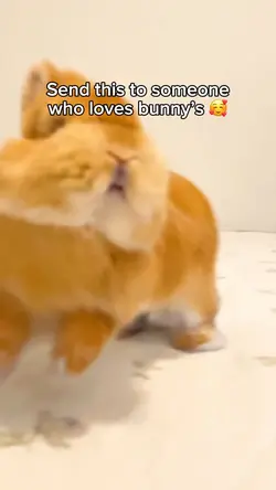Funny bunny