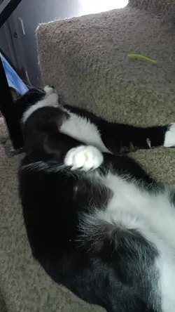 my cat core