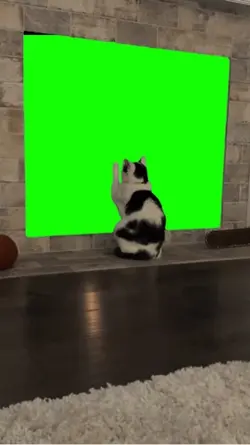 Emo cat
