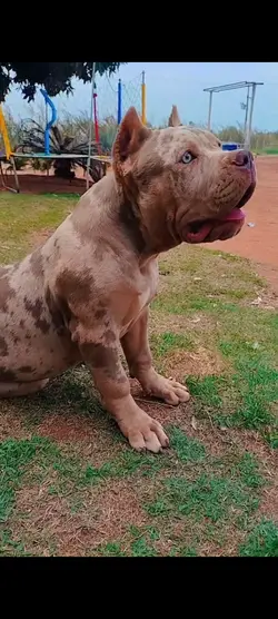 Pitbull 