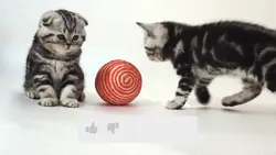 Kitten Intro