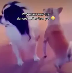 Dog dances better 