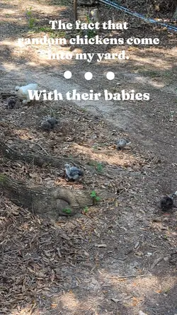 Chickens in my yard