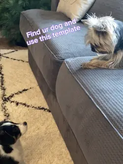 Sugar my Yorkie ❤️