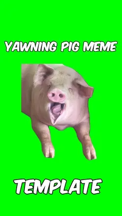 Yawning pig 