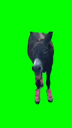 Laughing donkey meme