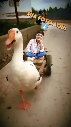 Na carroça 