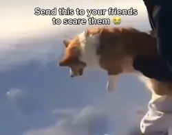 Throwing dog