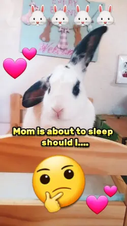 Bunny game show