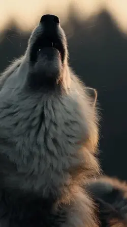 Edit Alpha
