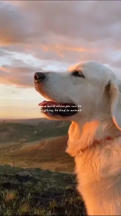 Be Kind. 