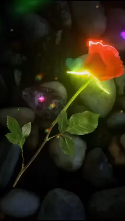 Love Rose