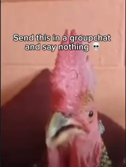 Chick
