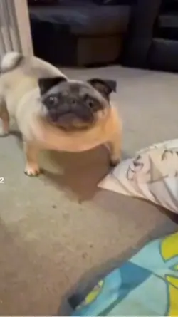 pug