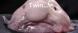 Twin