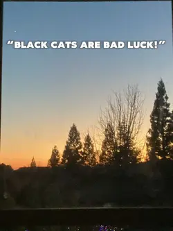 I love black cats <3