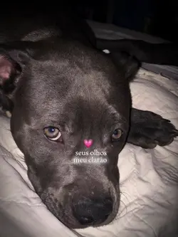 trend com pet❤️🥺