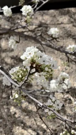 Spring is here 