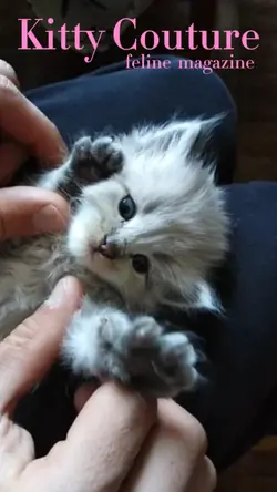 Kitty Couture 