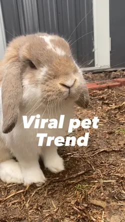 A silly little bun