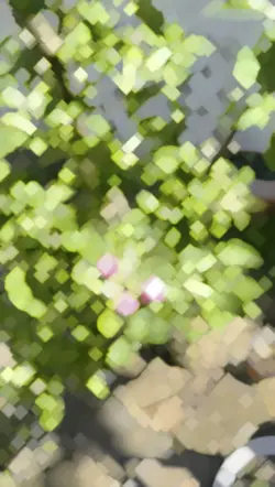 Song
